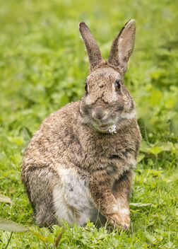 'Rabbits are just the best posers!' - Free image #490759