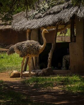 Kidepo Ostrich, Uganda - image gratuit #490829 