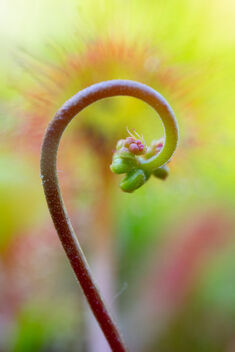 [Drosera rotundifolia 9 | Unfurling 2] - бесплатный image #491279