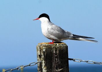 The Arctic Tern On The Top - image gratuit #491389 