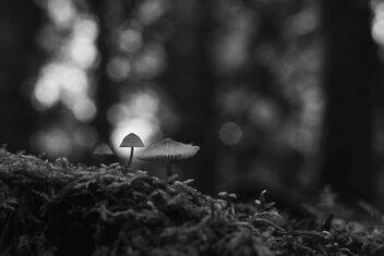 [Small Fungi 24] - Kostenloses image #491779