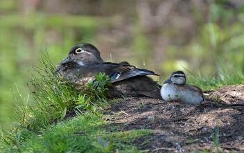 Mother Wood Duck & Babies - image gratuit #491979 