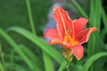Daylily in evening light - image gratuit #492089 
