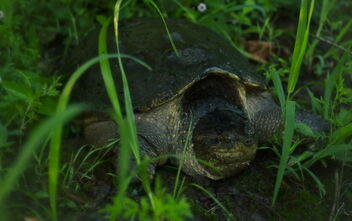 Common Snapping Turtle (Chelydra serpentina) - бесплатный image #492159