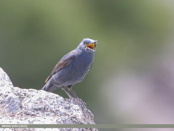 Blue Rock Thrush (Monticola solitarius) - Free image #492189