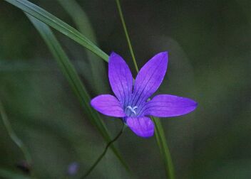 Meadow flower - Free image #492829