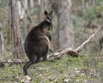 Old Swamp Wallaby - Free image #492849