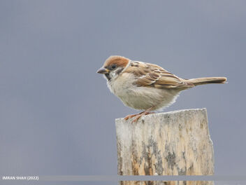 Eurasian Tree Sparrow (Passer montanus) - image gratuit #493219 