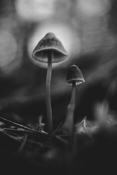[Small Fungi 28] - Free image #493289