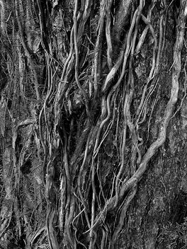 Clandestine lives entwined like vines - Kostenloses image #493339
