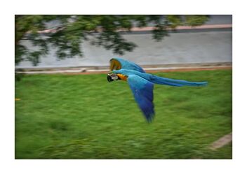 Blue parrot - image #493409 gratis