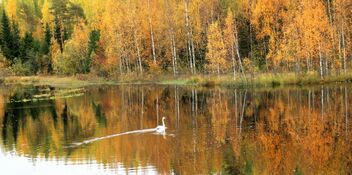 Swan and autumn colors - image gratuit #493549 