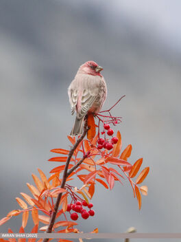 Great Rosefinch (Carpodacus rubicilla) - бесплатный image #493739