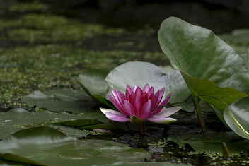 Lotus Pond, Dali - Free image #493769