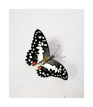 Butterfly on the wall - image #493809 gratis