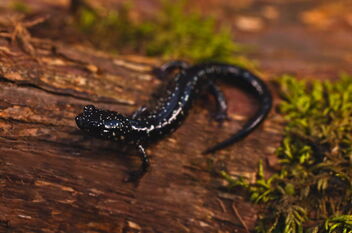 Western Slimy Salamander (Plethodon albagula) - Free image #494029