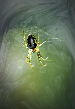 Spooky Spider - image gratuit #494079 