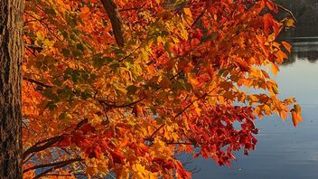 Autumn Blaze - image gratuit #494109 