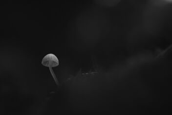 [Small Fungi 42] - image gratuit #494149 