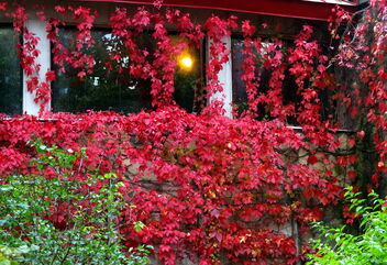 Autumn Leaves - image #494179 gratis
