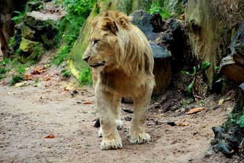 Mr. Lion - Kostenloses image #494209