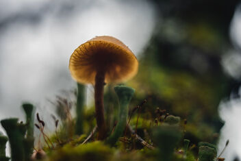 [Small Fungi 48] - image #494599 gratis