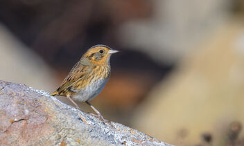 Nelson's Sparrow - image #494859 gratis