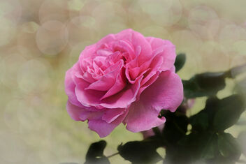 A Summer Rose - image gratuit #494939 