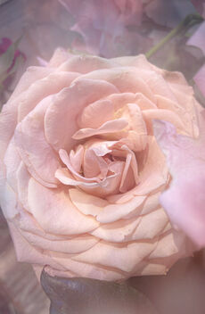 Pretty Pink Rose - Kostenloses image #495119