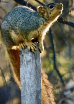 Mr. Squirrel Being Cute - image #495139 gratis