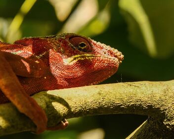 Chameleon, Madagascar - Free image #495249