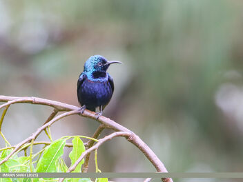 Purple Sunbird (Cinnyris asiaticus) - image #495489 gratis
