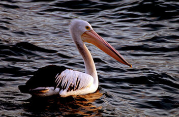 The Australian pelican. - image #496029 gratis