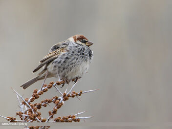 Spanish Sparrow (Passer hispaniolensis) - image gratuit #496079 