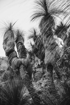Grass Trees, Australia - бесплатный image #496219