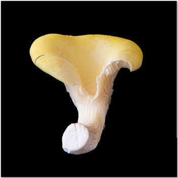 Exotic Mushroom, day 5 - image gratuit #496569 
