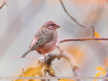 Red-Mantled Rosefinch (Carpodacus rhodochlamys) - бесплатный image #496689