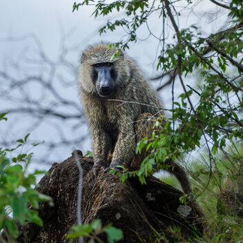 Olive Baboon - Kostenloses image #496819