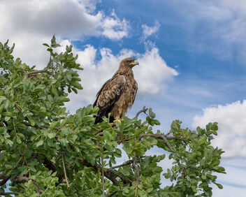 Brown Snake Eagle - image #497209 gratis