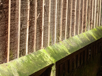 2023 (365 challenge) - Week 12 (the colour green) - Day 5 - green algae on wooden fence - image gratuit #497359 