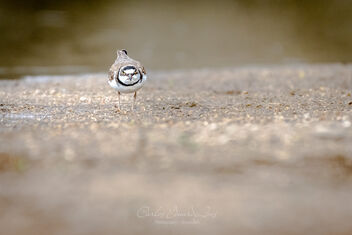 The Little Ringed Plover - Free image #497459