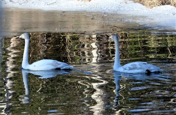 Swimming swans - image gratuit #497629 