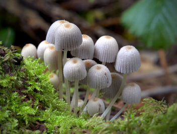Coprinellus, Fairy Inkcap mushroom - Kostenloses image #497729