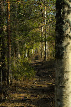 [Forest path] - image gratuit #497949 