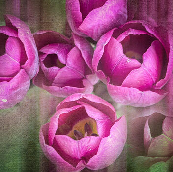 Tulip Dream - Kostenloses image #498009