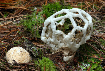 Basket Fungi. - image #498229 gratis
