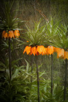 Fritillaria Imperialis - Kostenloses image #498279