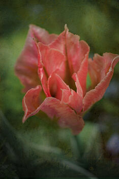 Tulip Time - Kostenloses image #498359