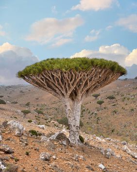 Dragons Blood Tree, Socotra Is. - бесплатный image #498539