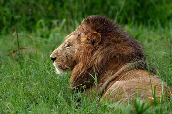 Kidepo Lion, Uganda - image gratuit #498579 